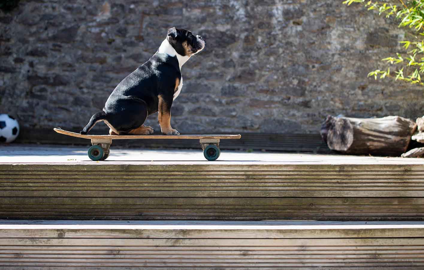 Hier fühlen sich auf die Haustiere wohl Verwiterrte Holzterrasse mit einem Hund der auf einem Skateboard sitzt