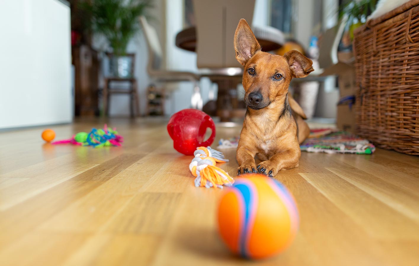 Laminatboden - Budgetfreundlich und widerstandsfähig Laminatboden in einem Haustier-haushalt, kratzfest und pflegeleicht, ideal für Hundebesitzer.
